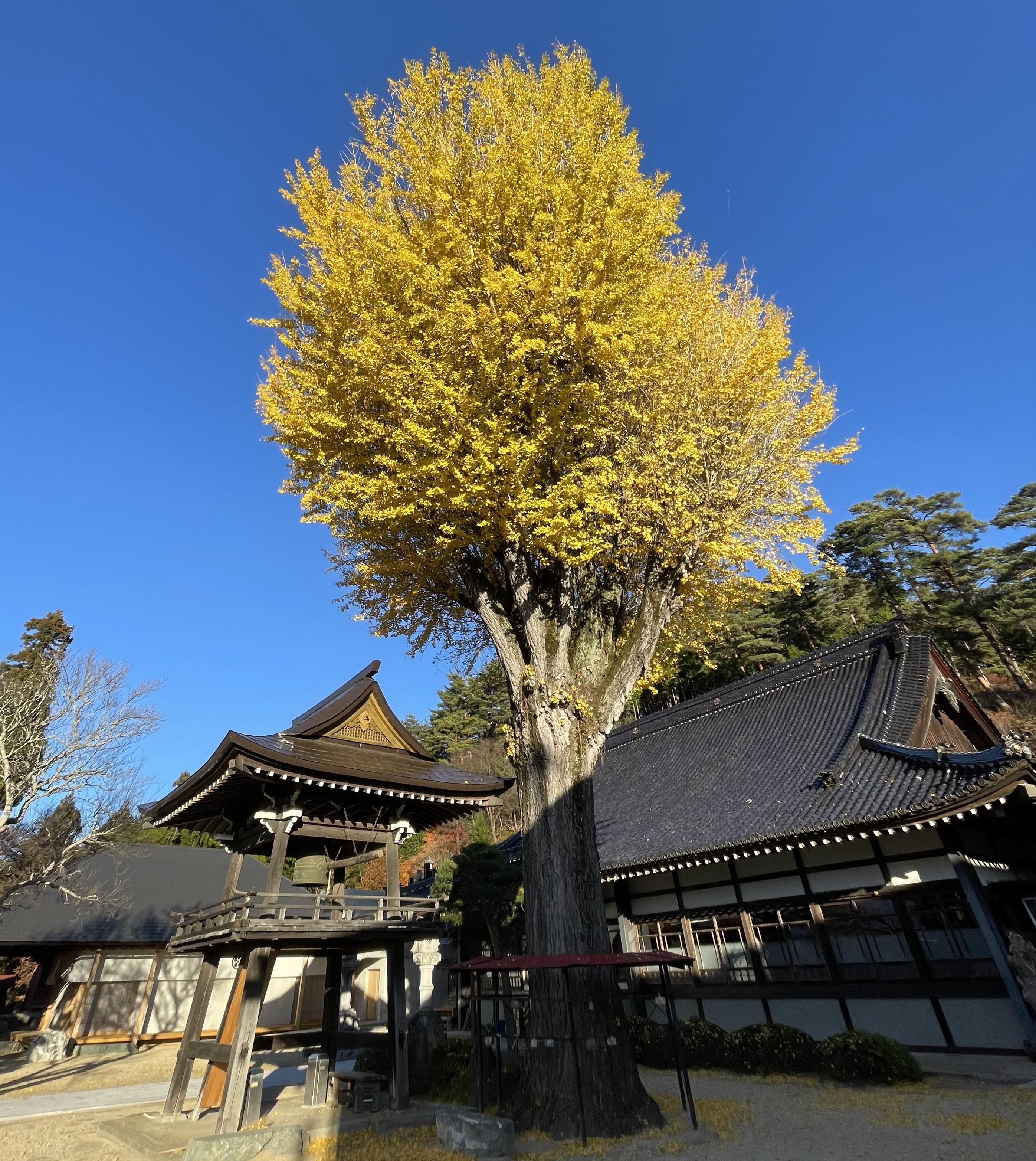 鐘楼堂と大銀杏