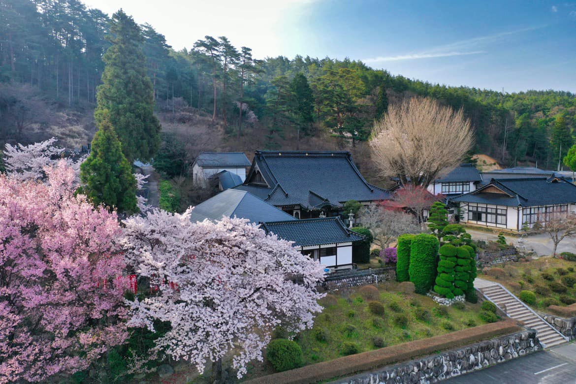 常泉寺の全景（春の桜と寺院）